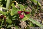 Photo: Trillium erectum 8.