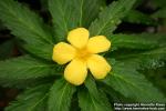 Photo: Turnera ulmifolia 4.