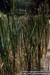 Photo: Typha latifolia 4.