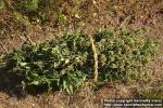 Photo: Urtica dioica 28.