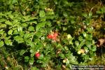 Photo: Vaccinium vitis idaea 3.