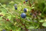 Photo: Vaccinium myrtillus 7.