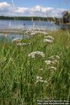 Photo: Valeriana officinalis 10.