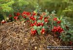 vaccinium-vitis-idaea-2