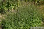 Photo: Verbena officinalis 4.