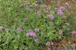 Photo: Verbena bonariensis 9.