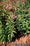 Photo: Veronicastrum virginicum 6.