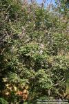 Photo: Vitex agnus castus 3.