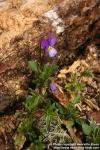Photo: Viola tricolor 7.