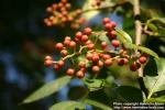 Photo: Zanthoxylum americanum 2.